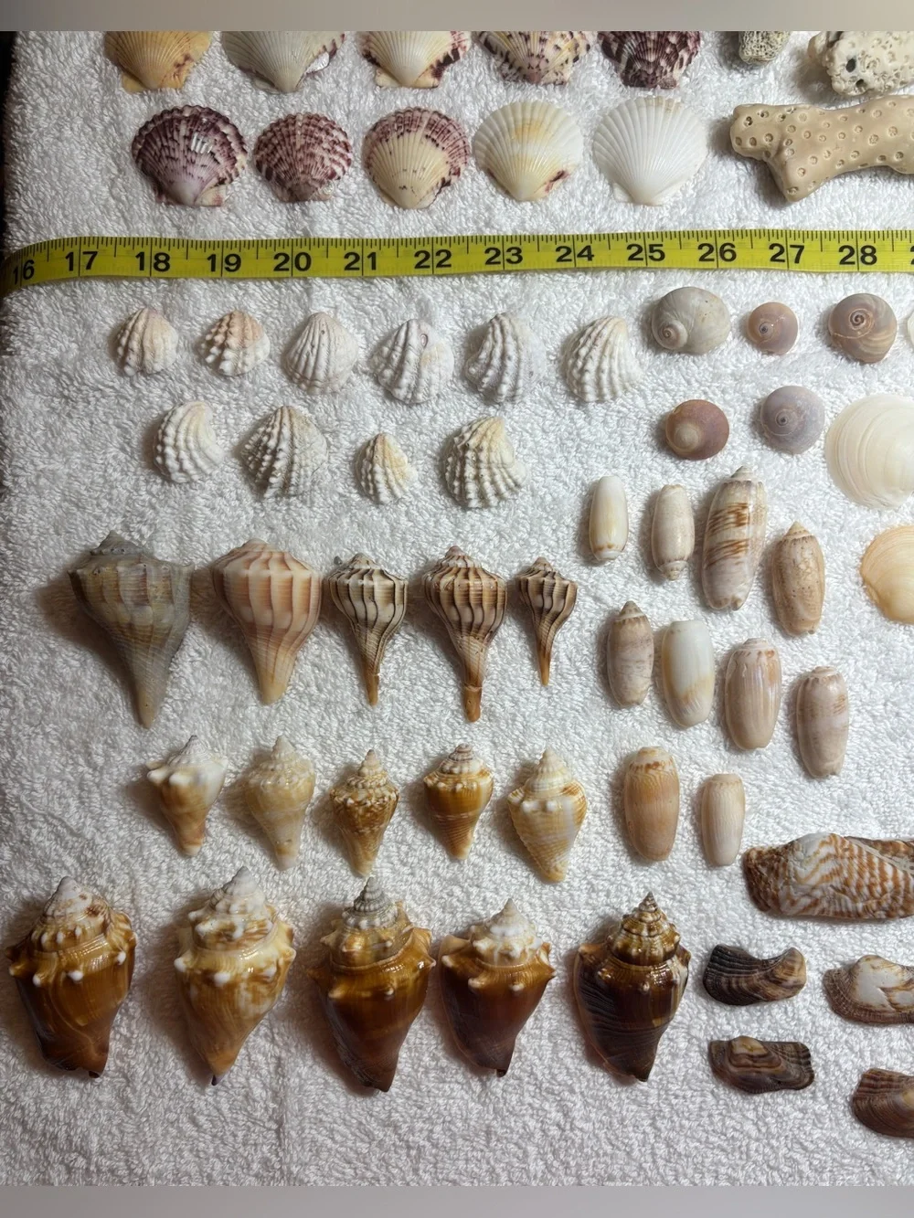 110 Mix Sanibel Island Assorted Seashell Collection!   Great for crafting!!